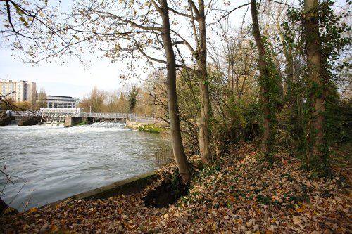Autumn at View island, Caversham
