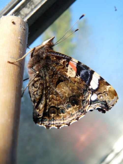 Butterfly in our Thurmaston greenhouse