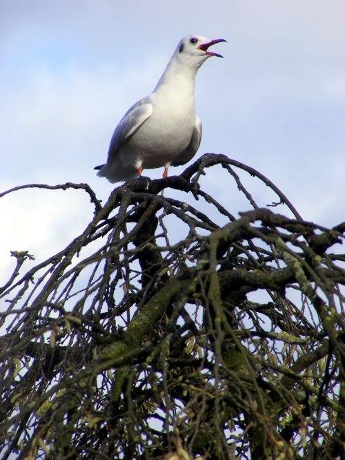 Black Headed Gull, St James Park, London