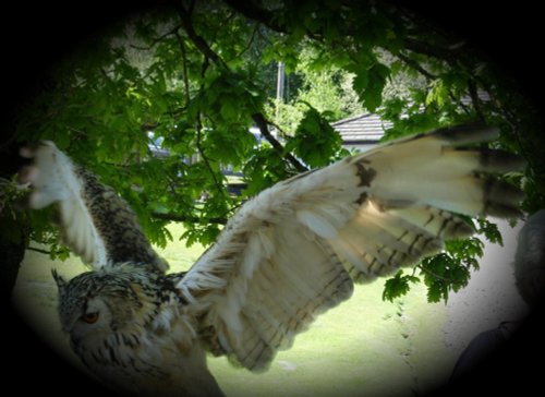 Time to stretch my wings I think