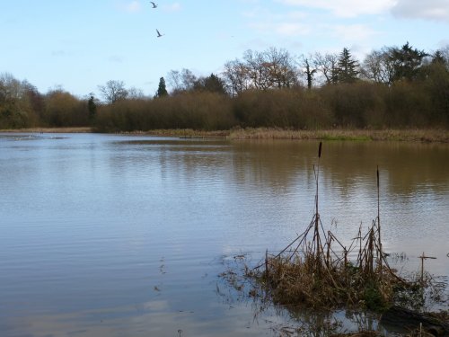 Bullrushes and Millpond
