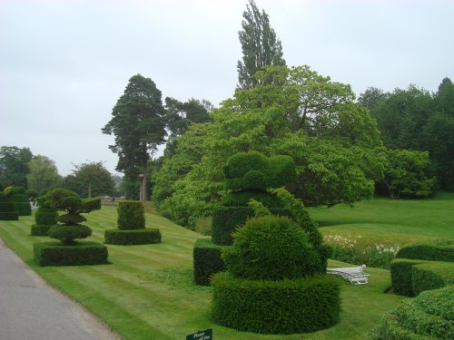 Yew topiary