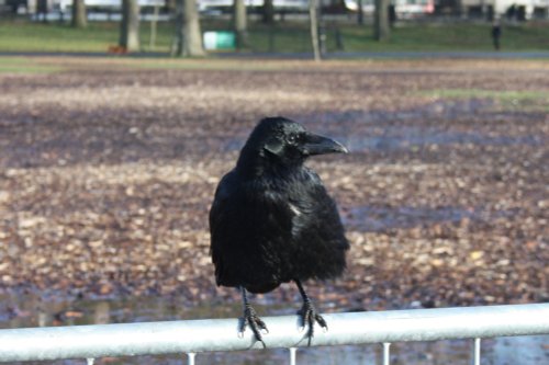 In Hyde Park London, not sure if it is a Rook or a Crow
