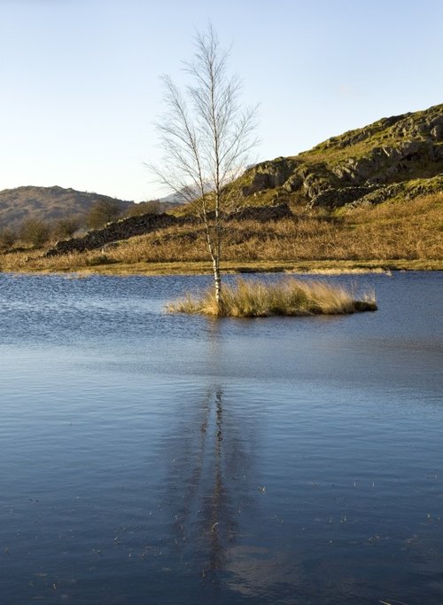 Lily Tarn again