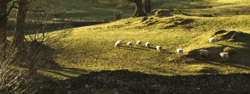Loughrigg Sheep