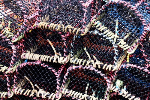 Scarborough Nets