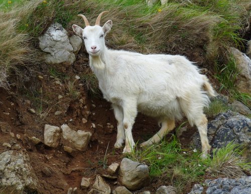 Goats  on the hillside near Conwy