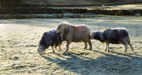 Herdwick ram and sheep