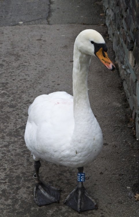 Bowness swan