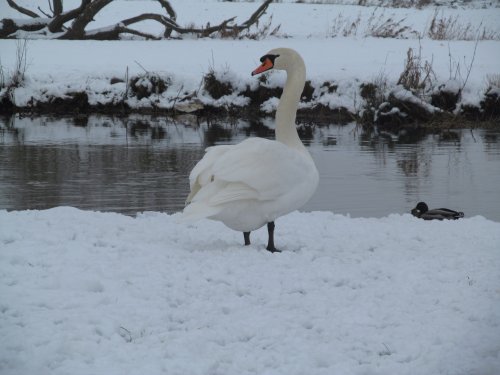 Denford Swan