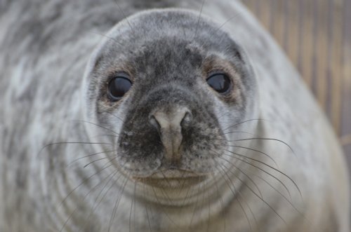 Grey Seal pup, Blakeney Point