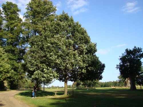 Queen Elizabeth's Memorial Oak Tree