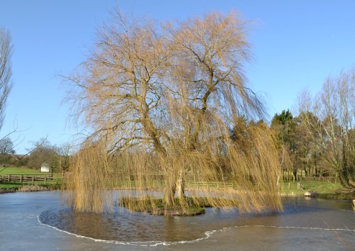 Everdon pond