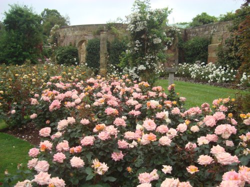 Rose Garden