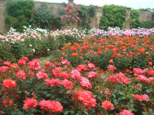 Rose Garden