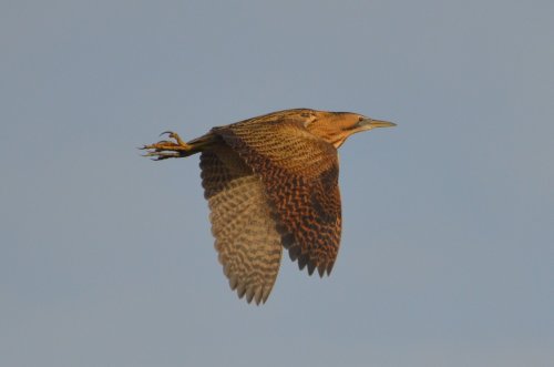 Bittern over Watermead Park