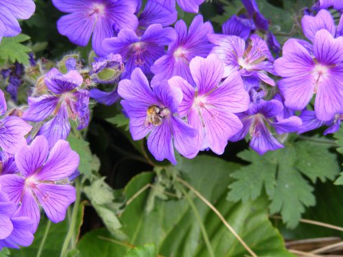 Flora at wildlife park