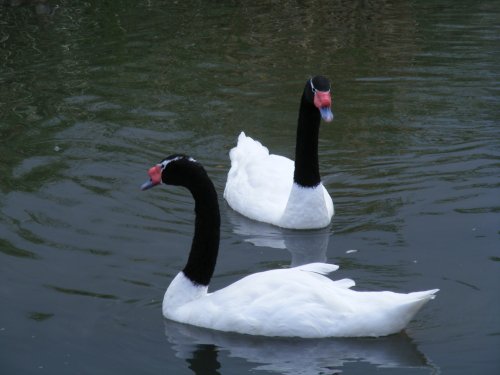 Black necked Swans