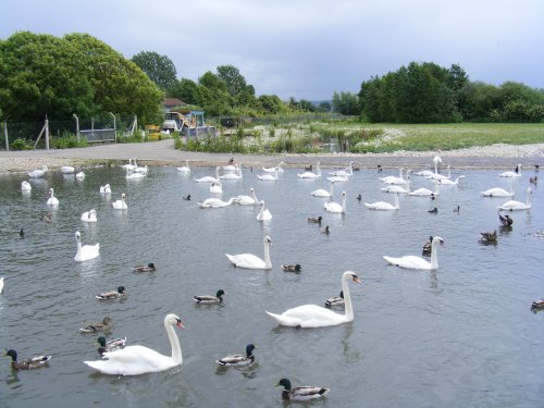 Swan lake