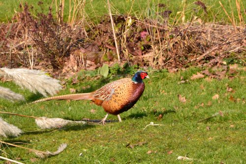 Pheasant