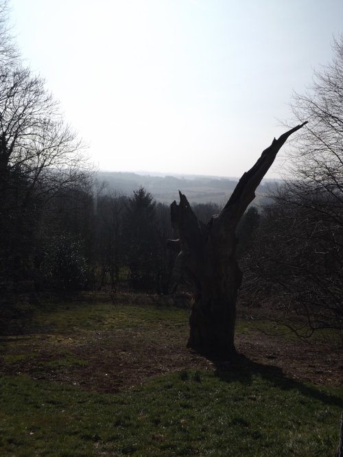Remains of Wilberforce Oak,Keston