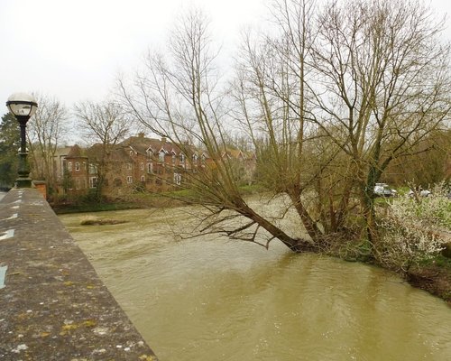 The Bridge, the Tree and the Mole