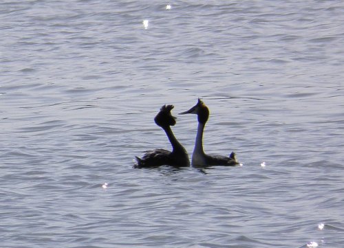 Courting Grebes