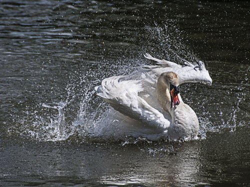 Swan