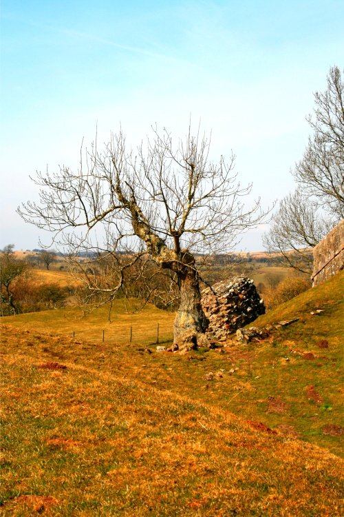 The 'Blasted Oak' at Brough Castle, Cumbria.