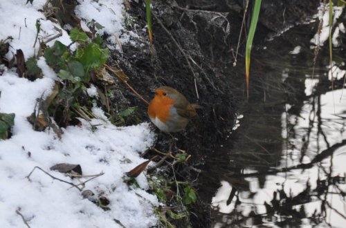 Winter Robin