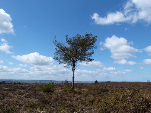 Sampford Moor
