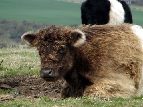 Cattle on Pitstone Hill, Pitstone, Bucks