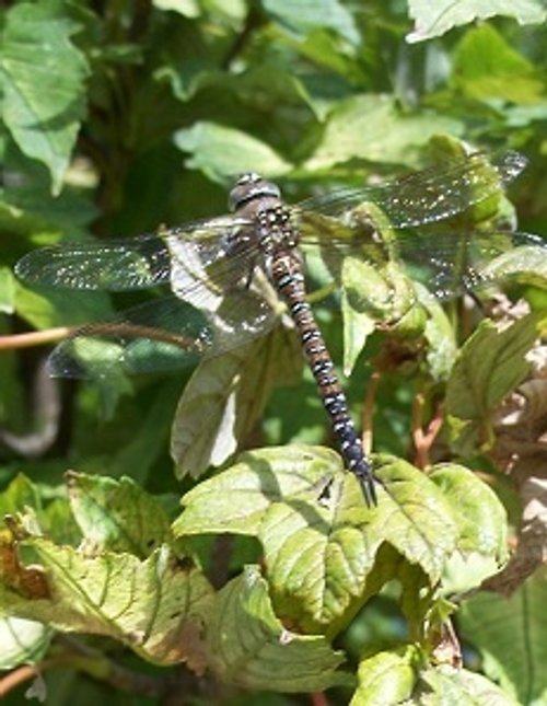 Queens Park, Ferrybridge Road, Castleford