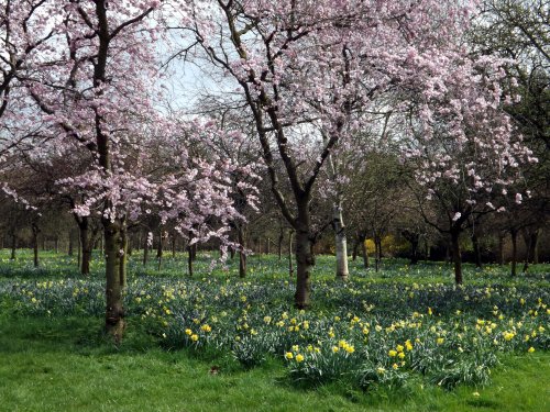 Spring at Hall Place, Bexley