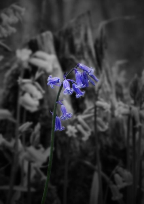 Hartshill Hayes Country Park