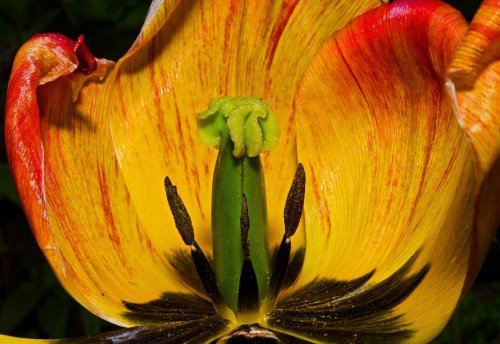 Garden Flower, Colnbrook