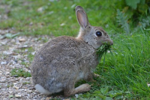 Lodmoor Rabbit