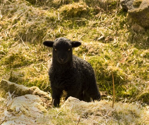 Black sheep of the family