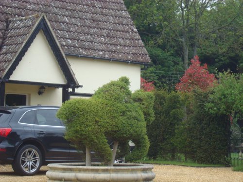 Yew topiary at Horringer