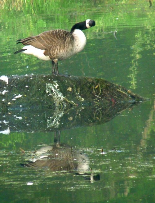 A Canada Goose in Watermead Country Park