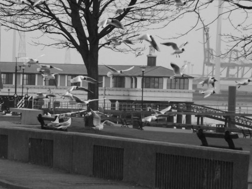 Gulls or Seagulls as they are referred to