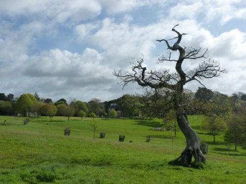 The Tree in the Park