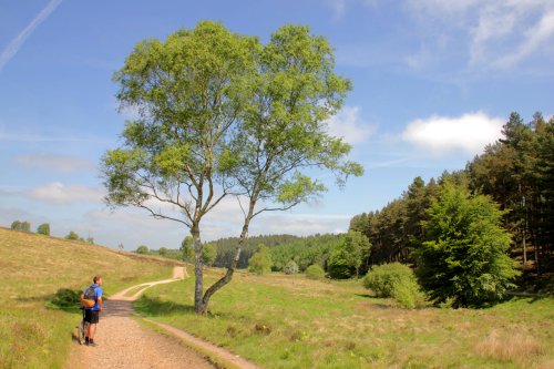 Cannock Chase bike trail