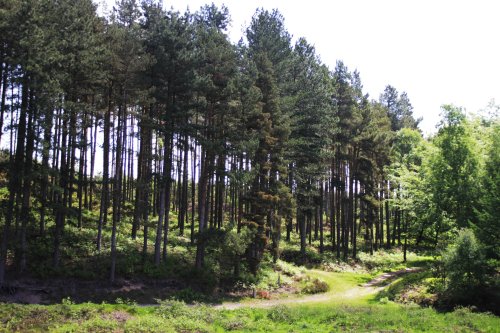 Cannock Chase bike trail