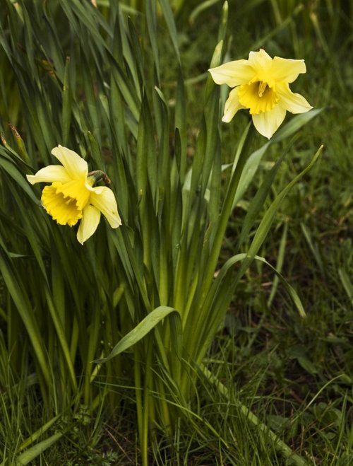 Borrans Field daffodils 3
