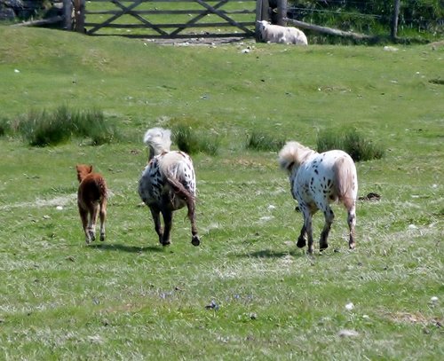 Livestock at Okehampton