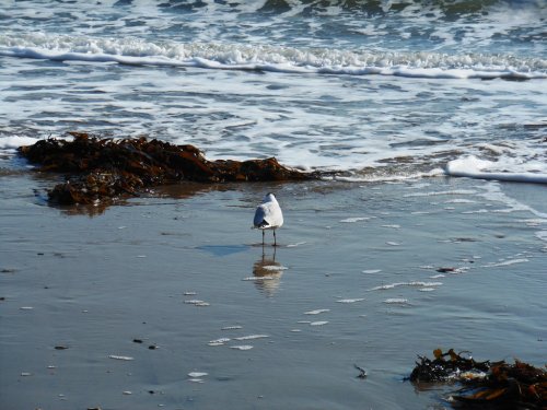 Bird on Swanage beach