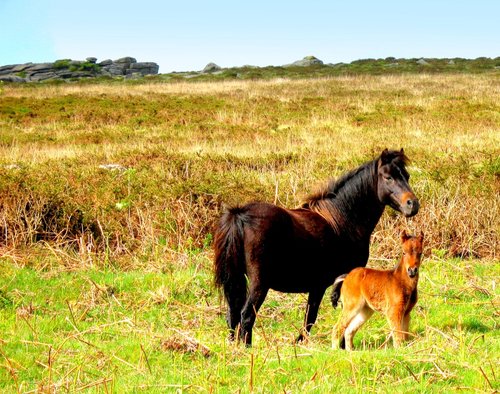 Dartmoor ponies