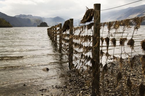 Derwentwater Fence