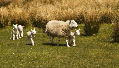 Drewentwater sheep, again